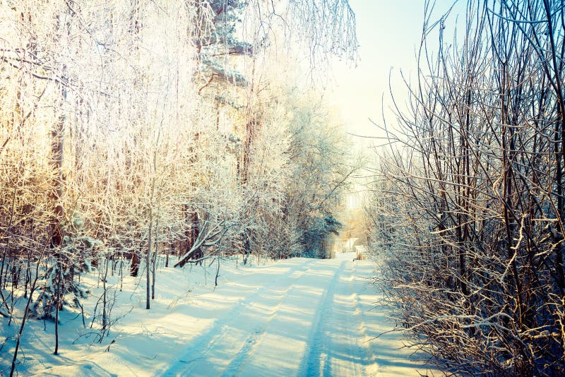 Winter Landscape. Snowy Road in Forest.