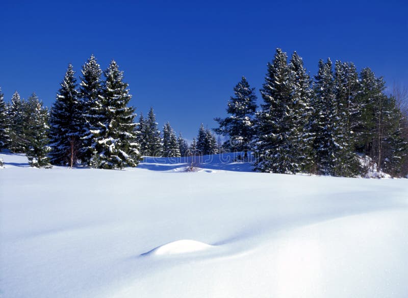 Winter landscape of sunny forest