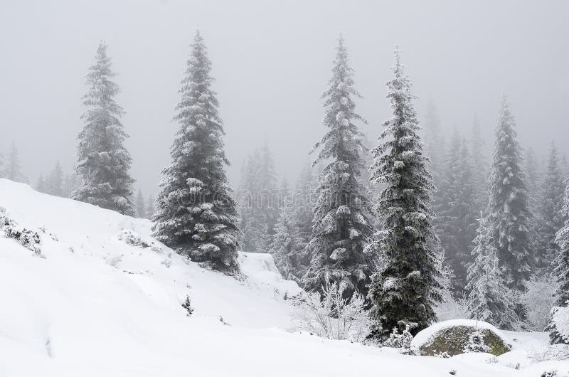 Winter landscape of tall pines on a small hill in snowy snow