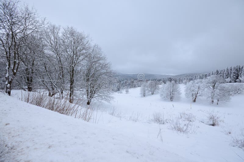 Winter landscape