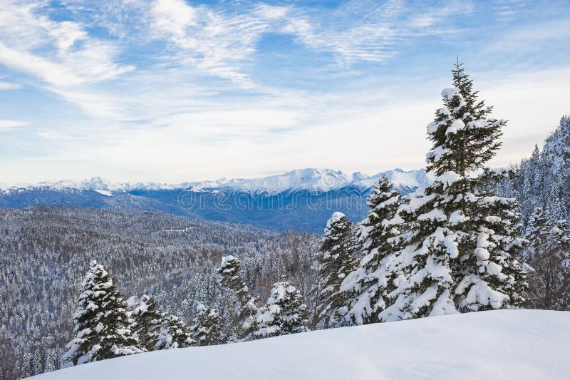 Winter landscape. The trail in the snow. Mountain forest overcast day. Snow-capped mountains.