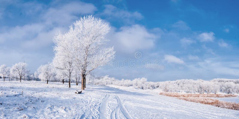 Winter landscape with tree and road