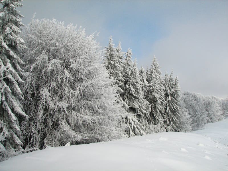 Winter landscape - trees