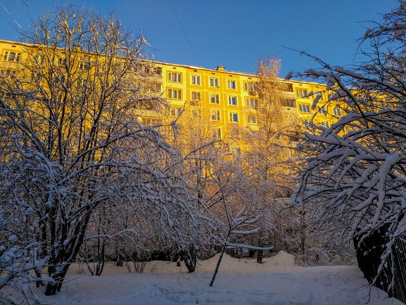 Winter landscape with the trees covered with snow near city buildings