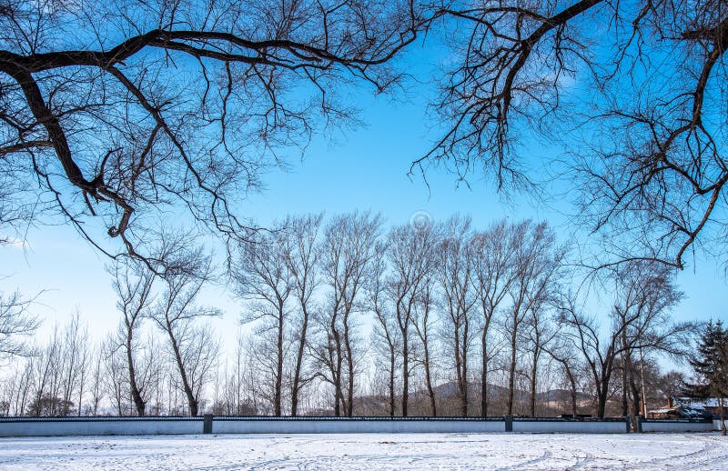 Winter landscape with trees and forest, Dry tree without leaf with blue sky and the ground covered snow