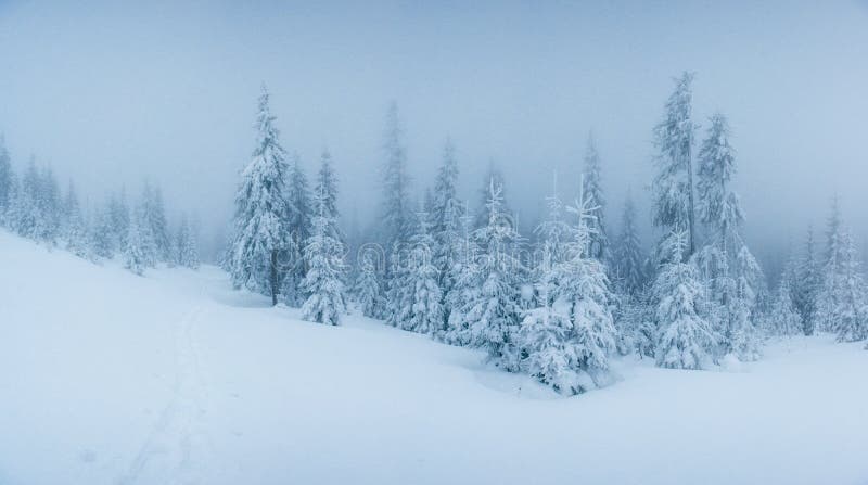 Winter landscape trees in frost and fog. Rural, beauty.