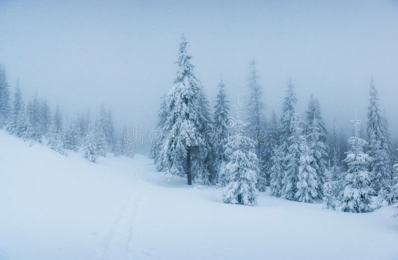 Winter landscape trees in frost and fog.