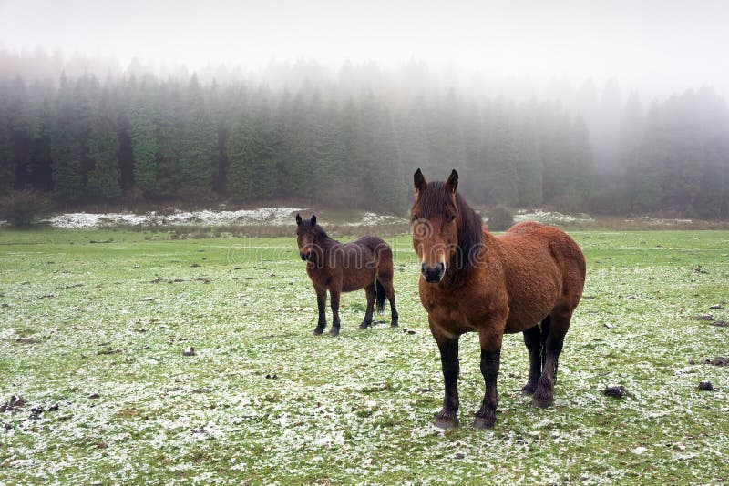 Winter landscape with two horses looking