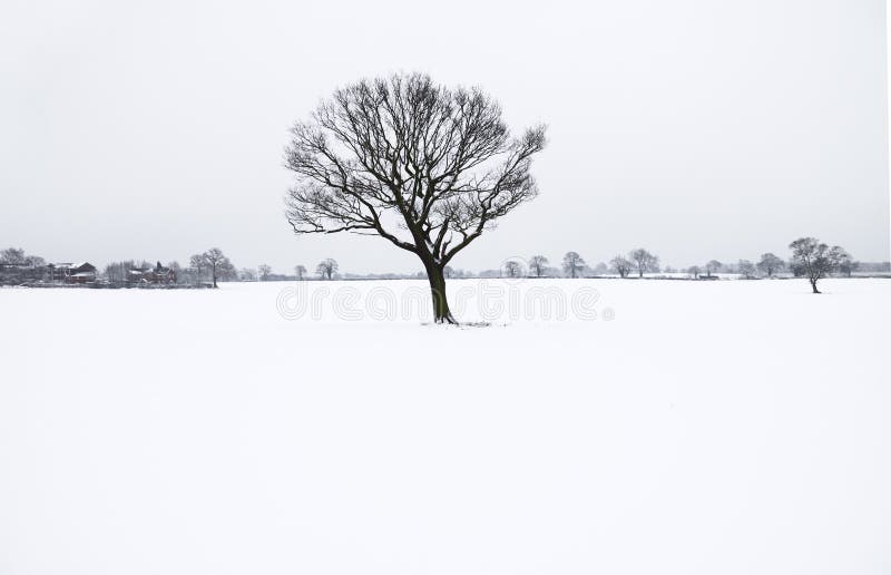 Winter lone bare tree
