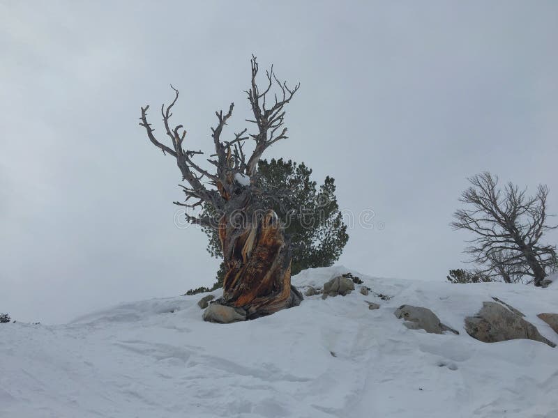 Winter majestic view of ancient desert dead gnarly pine tree, around Wasatch Front Rocky Mountains, Brighton Ski Resort, close to