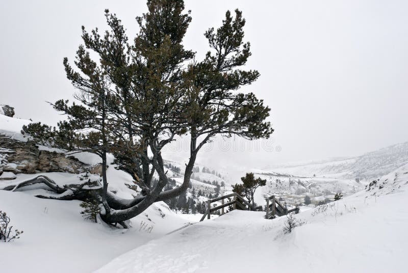 Mammoth Hot Springs Hotel, Winter, Yellowstone NP Stock Image Image
