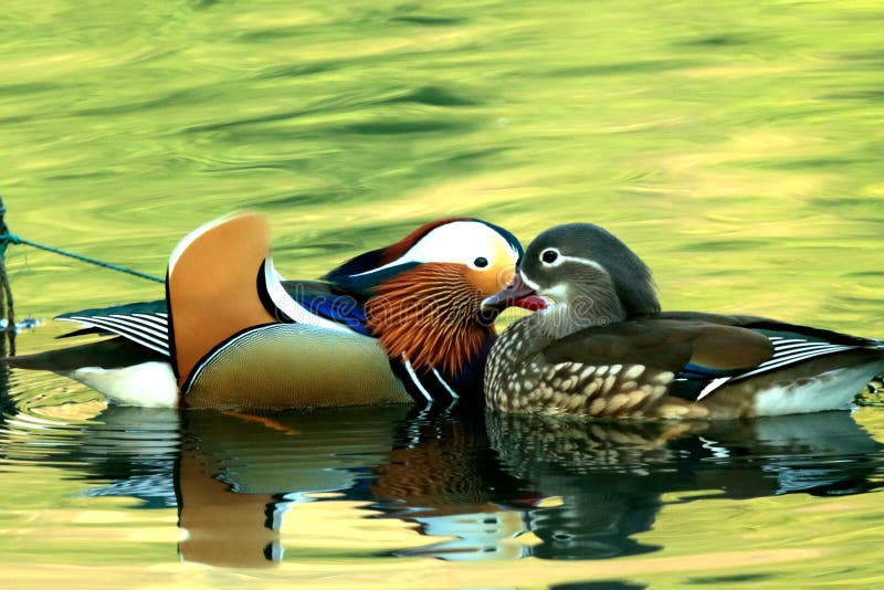 Winter - Mandarin Duck`s Love Life, Stock Image - Image of flower,  hangzhou: 139275495