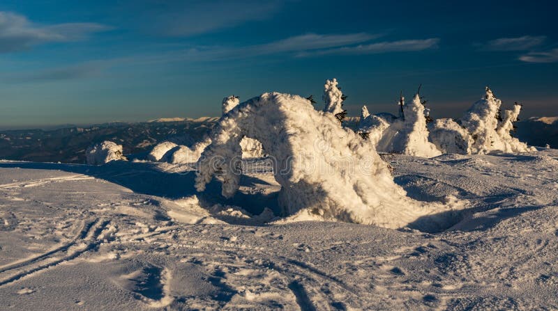 Winter on Martinske hole in Mala Fatra mountains in Slovakia with snow covered shrubs and hills on the background