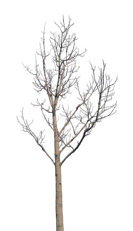 Winter Medium Tree with Bare Branches Stock Photo - Image of white ...