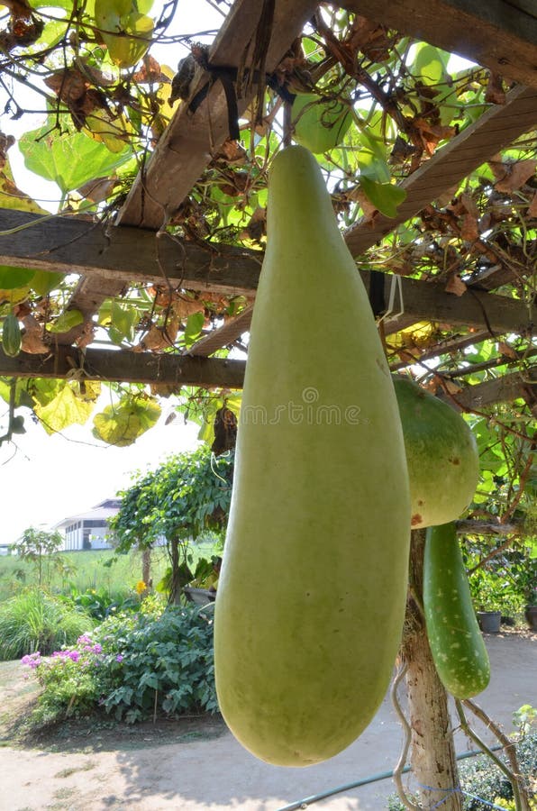 Winter melon. stock image. Image of squash, melon, hispida 98890253