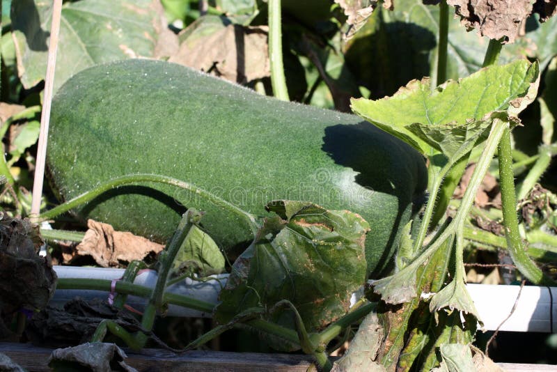Winter melon stock image. Image of flesh, soup, massive 21826763