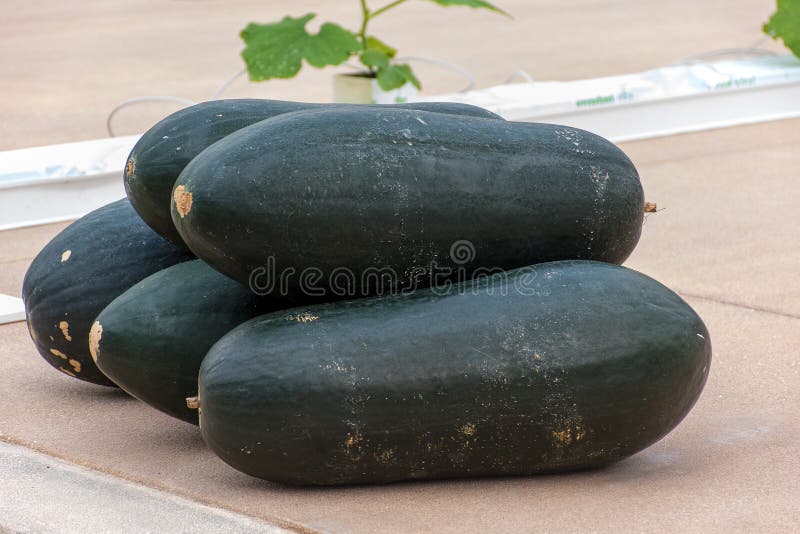 Winter melons growing stock image. Image of cuisine 162706999