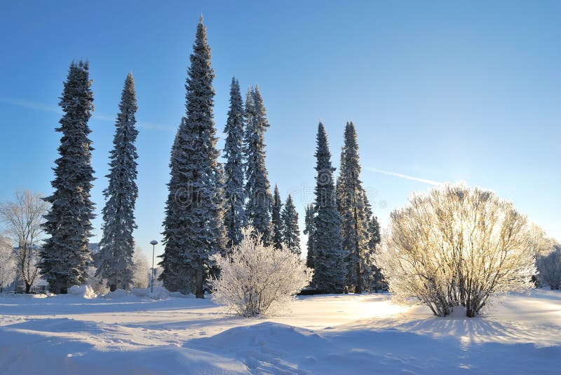 Winter in Mikkeli Park, Finland stock foto Winter in Mikkeli Park, Finland stock foto