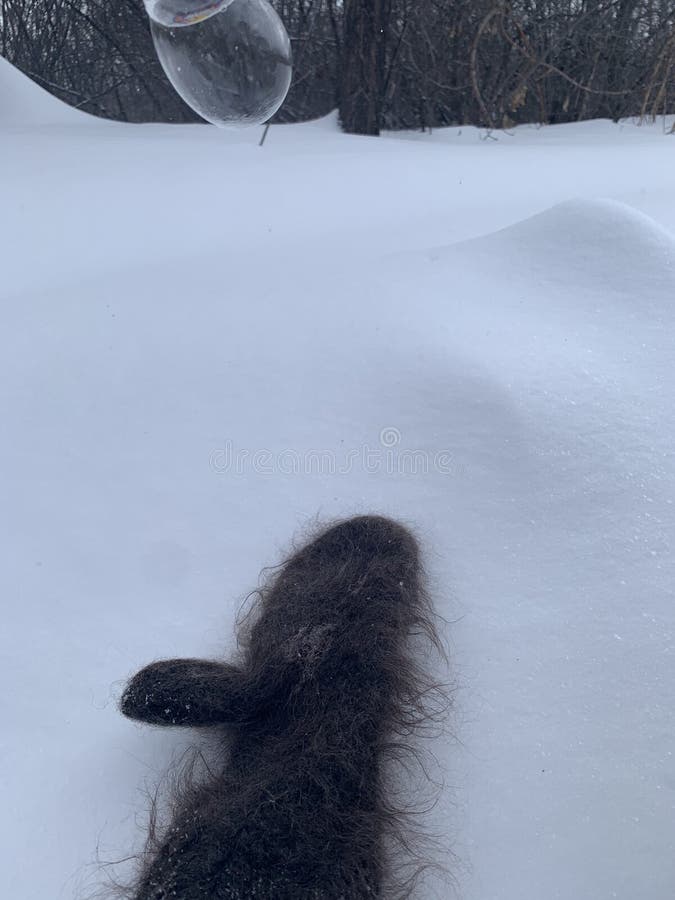 Winter mood with an transparent soap bubble on snow with white and gray background. Soap snowflake stock images, royalty-free photos and pictures