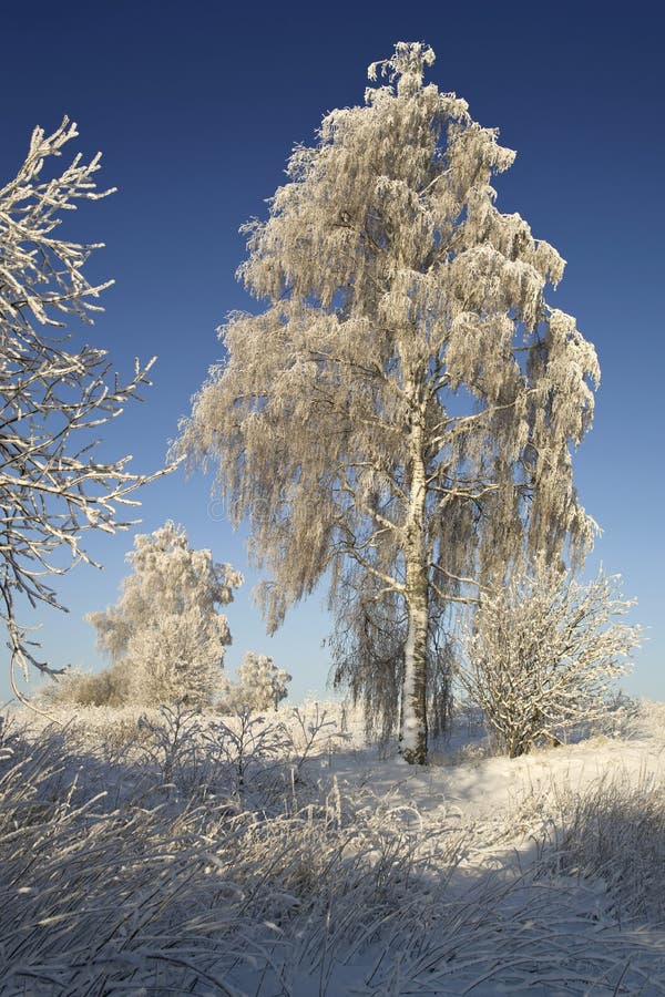 Winter morning