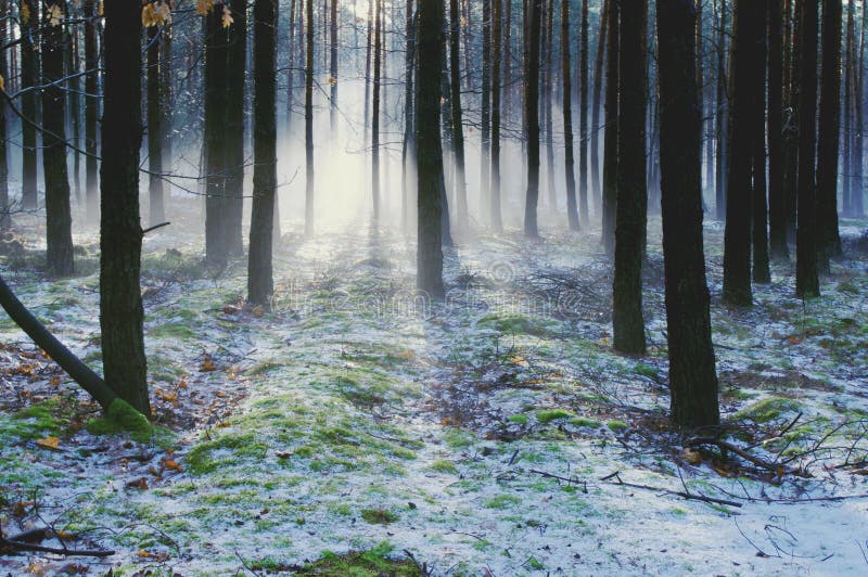Winter morning in the forest.