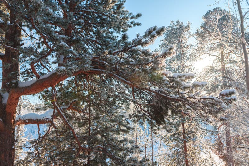 Winter morning scenery, branch of a snow-covered tree in sunshine royalty free stock photos Winter morning scenery, branch of a snow-covered tree in sunshine royalty free stock photos