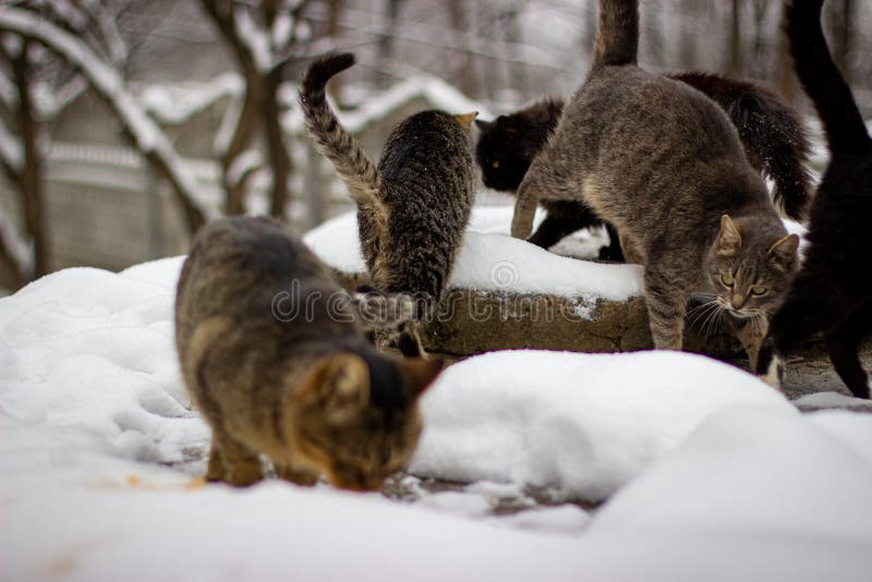 Winter Morning. Stray Cats Eat Stock Photo Image of front, desert