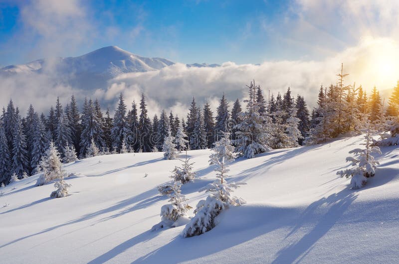 Winter in the mountain forest