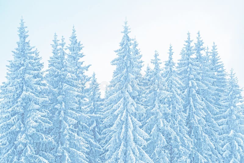 Winter mountains landscape. Toned background of snow covered christmas trees