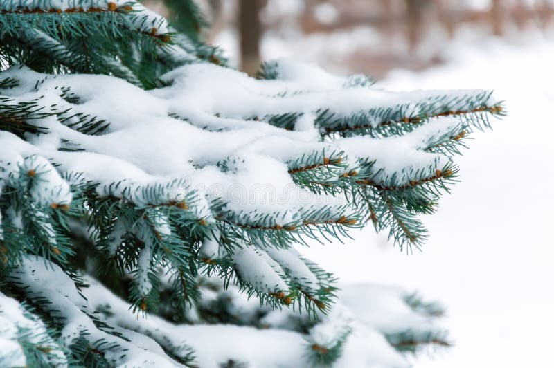 Fir tree branch covered with snow. Snowy winter background with Christmas tree outdoors stock photo Fir tree branch covered with snow. Snowy winter background with Christmas tree outdoors stock photo