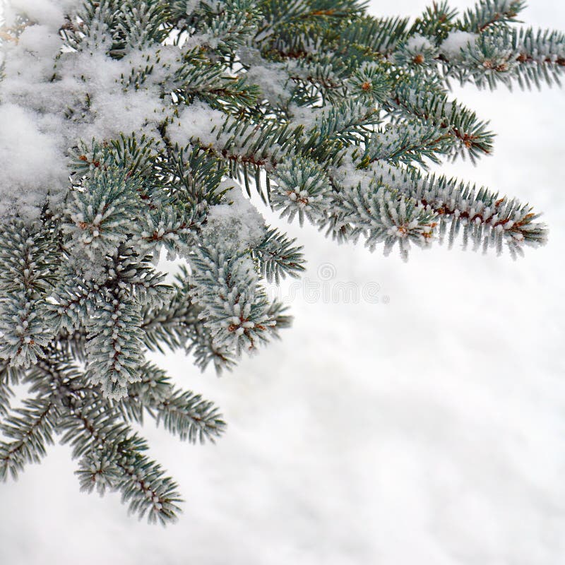 Winter nature, fir tree in snow frost