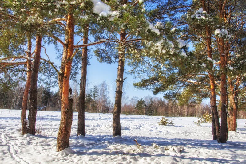 Winter nature on sunny clear day. Snowy pine trees in forest. Blue sky on winter day. Frosty beautiful nature royalty free stock images Winter nature on sunny clear day. Snowy pine trees in forest. Blue sky on winter day. Frosty beautiful nature royalty free stock images