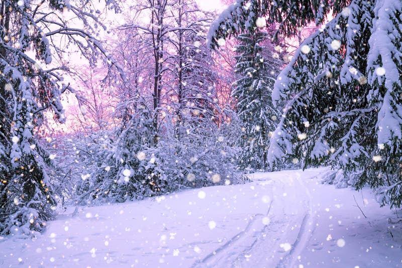 Winter night landscape with sunset in the forest