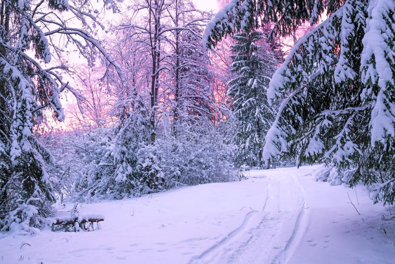 Winter night landscape with sunset in the forest