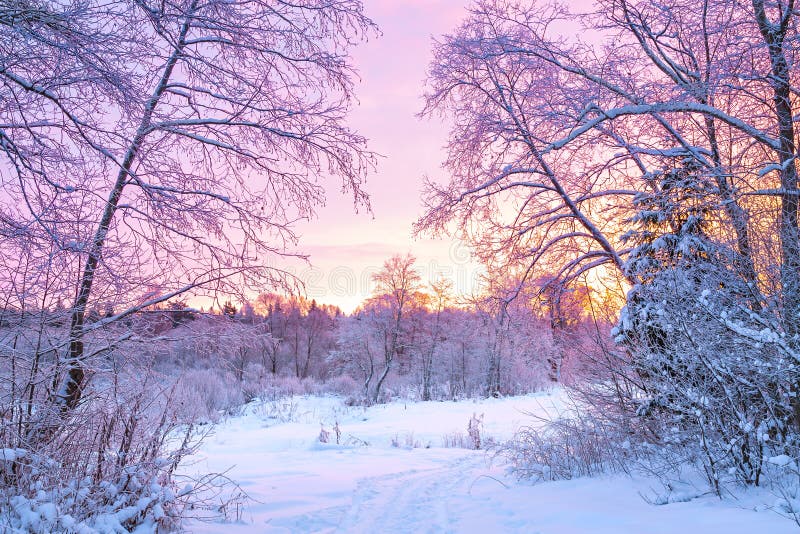 Winter night landscape with sunset in the forest
