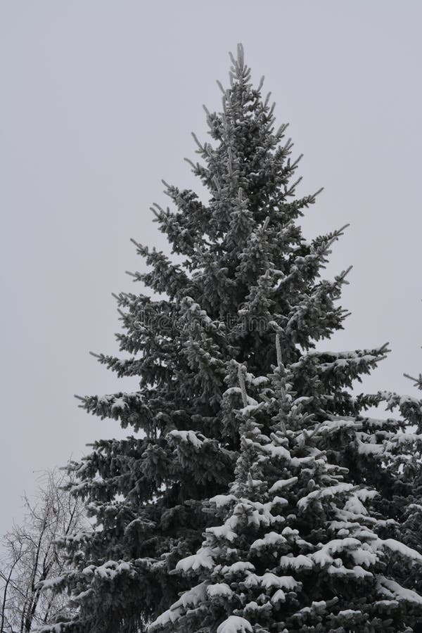 Winter overcast day. Large fir tree covered by snow stock image