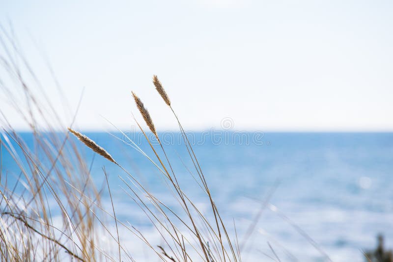 Winter in Palanga Dunes with Baltic sea in background and close up of weeds royalty free stock image Winter in Palanga Dunes with Baltic sea in background and close up of weeds royalty free stock image