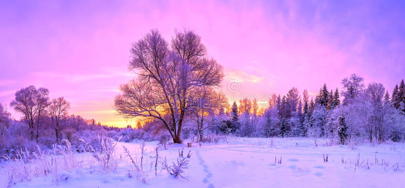 winter panorama landscape with forest, trees covered snow and sunrise. stock images winter panorama landscape with forest, trees covered snow and sunrise. stock images