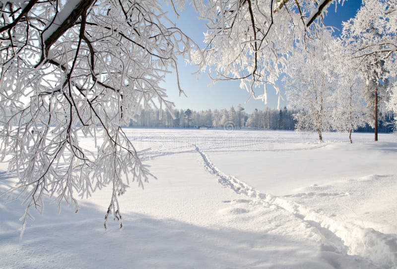 Winter park in snow