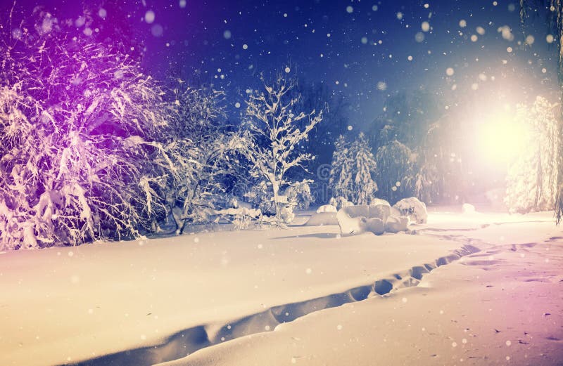 Winter park in snow. fantastic wintry landscape. frosty evening in city park.