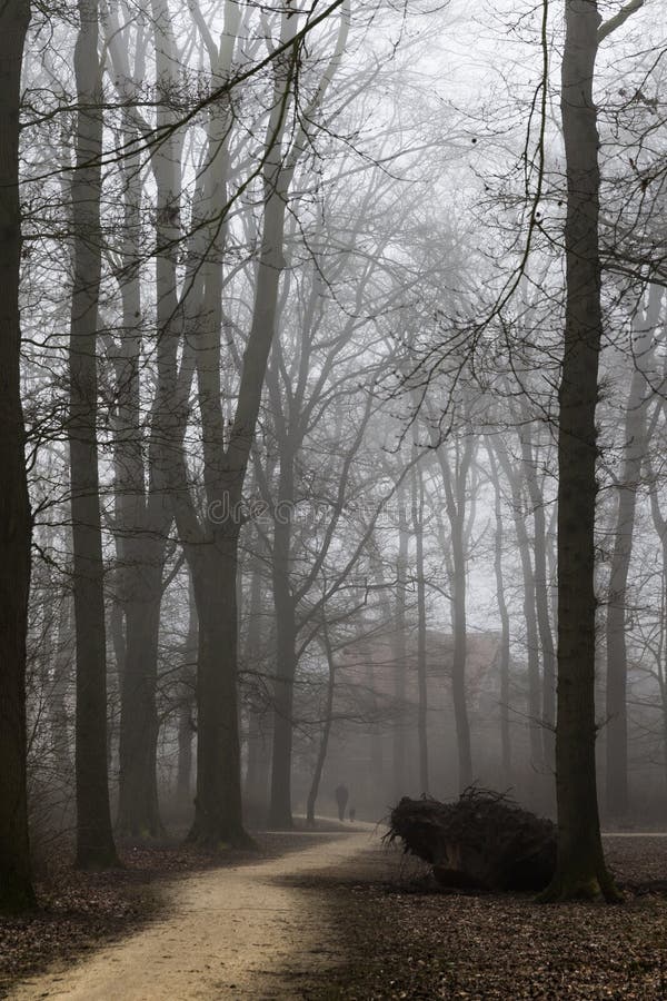 Winter Pathway with Heavy Fog Hanging Around Stock Photo - Image of ...
