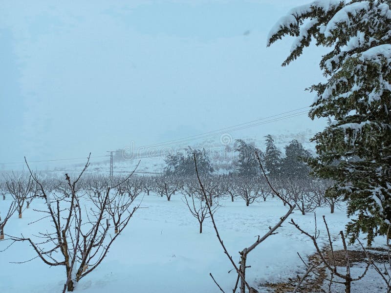 Winter Photography of Cherry Tree Trunks in the Snow Stock Image