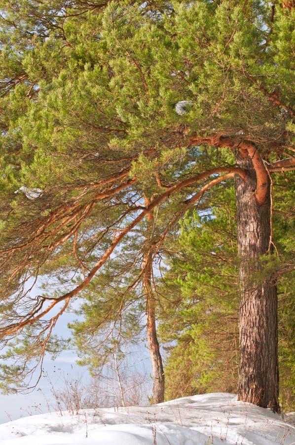 Winter pine forest