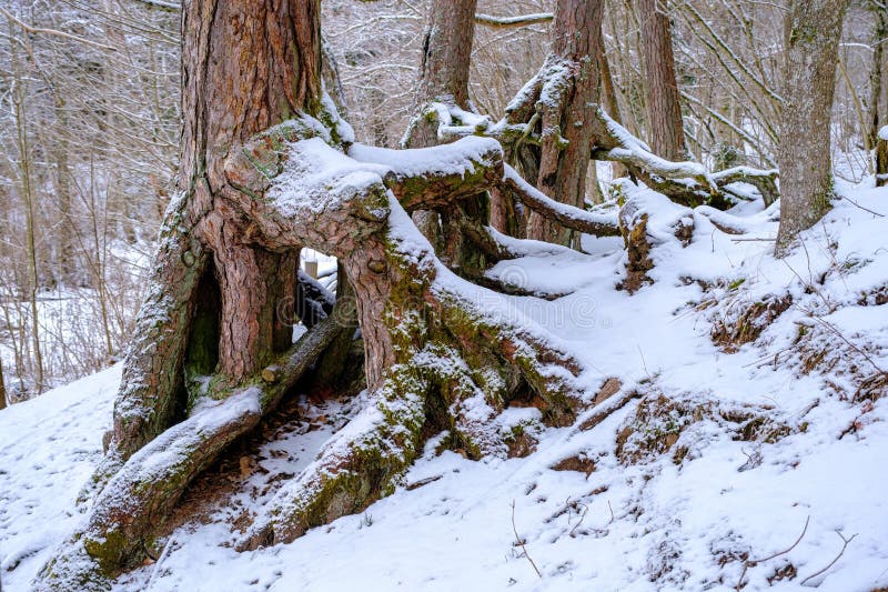 In Winter, a Pine Tree Grows in the Forest with Roots Covered with Snow