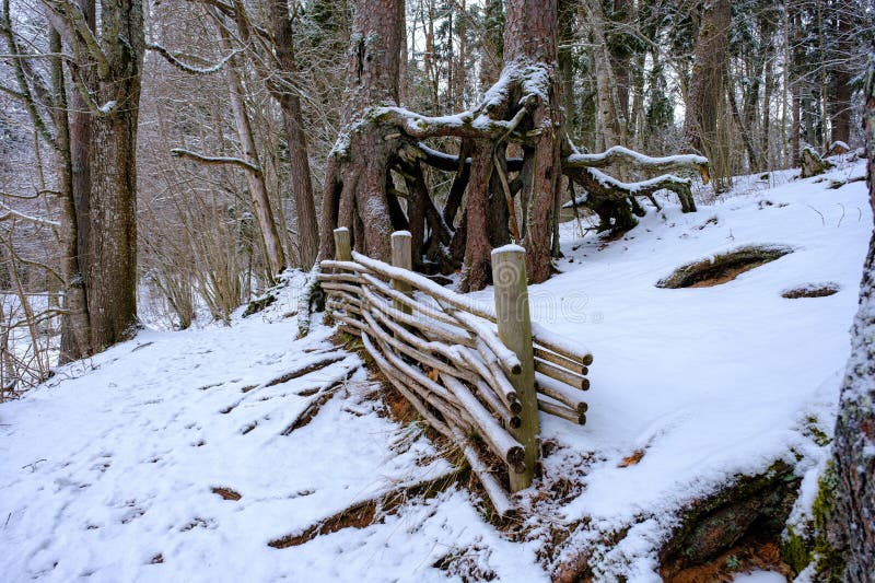 In Winter, a Pine Tree Grows in the Forest with Roots Covered with Snow
