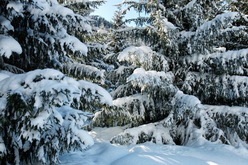 Winter pine trees