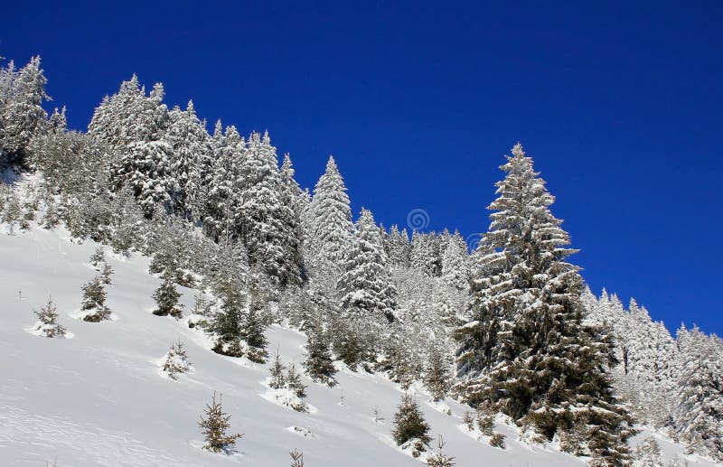 Winter pine trees