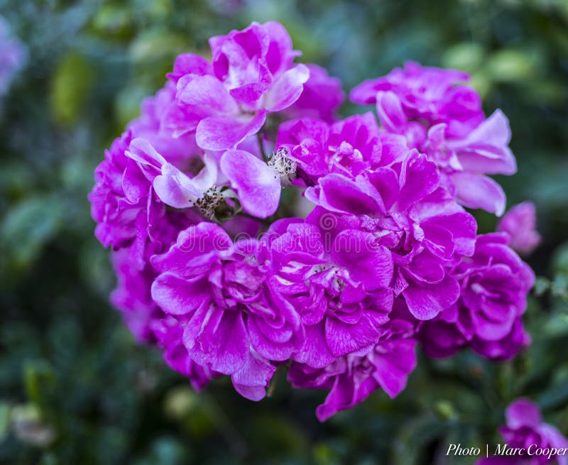 Winter Pink And Purple Picture. Image 85123607