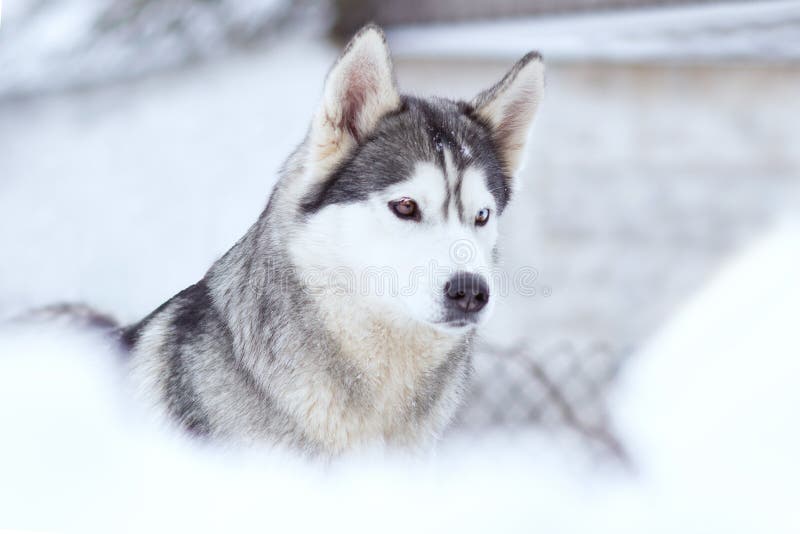 winter portrait of a cute husky dog against a snowy na royalty free stock images winter portrait of a cute husky dog against a snowy na royalty free stock images