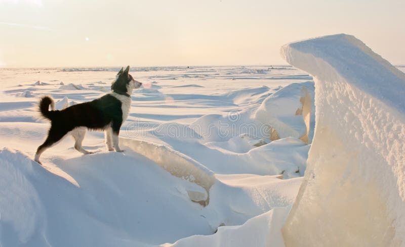 Winter portrait of a dog.